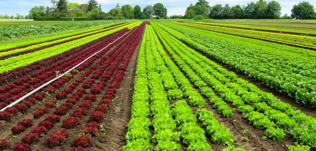 AgricBIO-ok