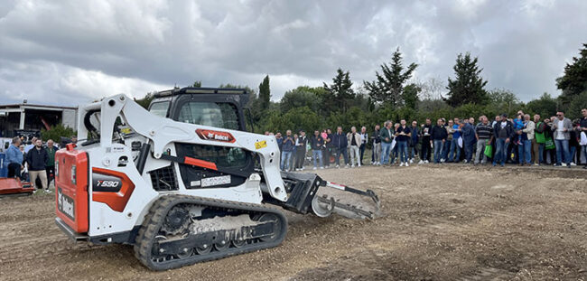 bobcat