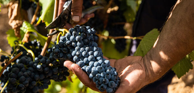 vino