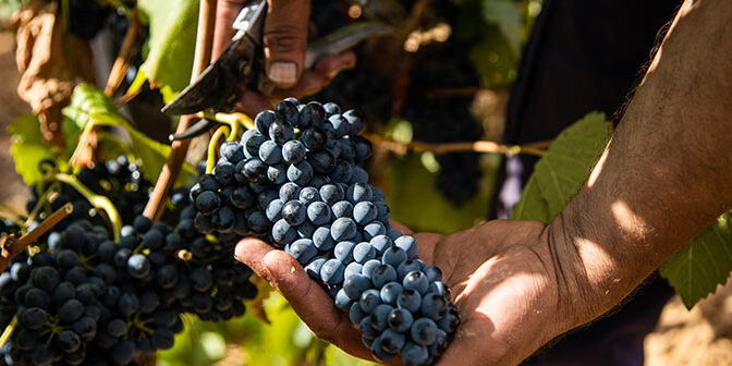vino